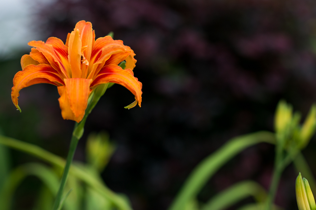 Orange Tiger Lily Photo