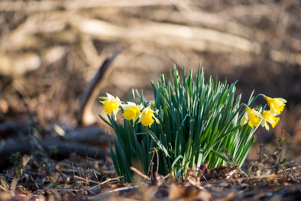 daffodils-blog-101